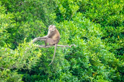 Seekor Monyet bergelantungan di atas pohon