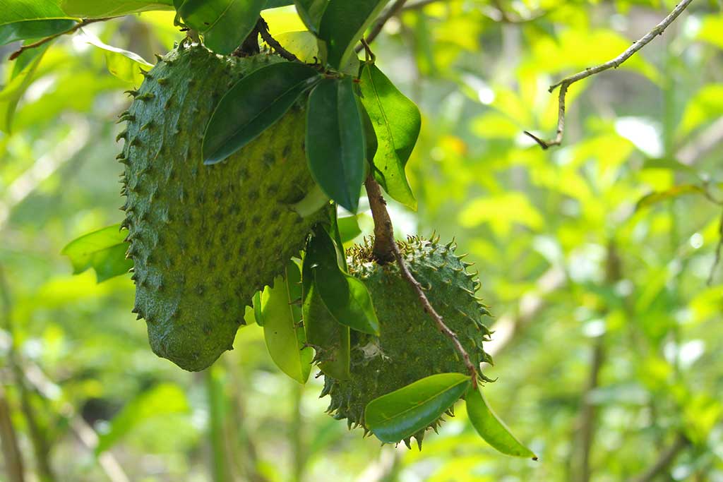 Buah Sirsak untuk Kesehatan