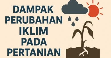 Kenali dampak perubahan iklim pada pertanian dan bagaimana petani bisa beradaptasi untuk menjaga produktivitas di tengah tantangan iklim yang makin ekstrem.