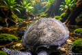 Important Visit: Lindungi penyu, Sea Turtle Shelter yang baru dibangun di Hainan, China