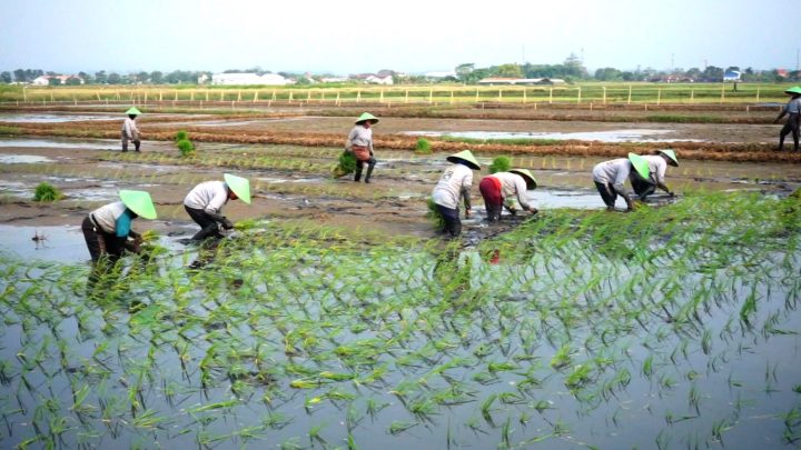 Latest Program: Batang terapkan bio salin untuk pulihkan lahan terdampak rob