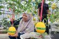 New Policy: Amanah Aceh libatkan warga untuk pengembangan melon golden alisha