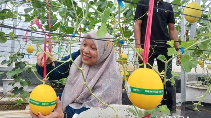 New Policy: Amanah Aceh libatkan warga untuk pengembangan melon golden alisha