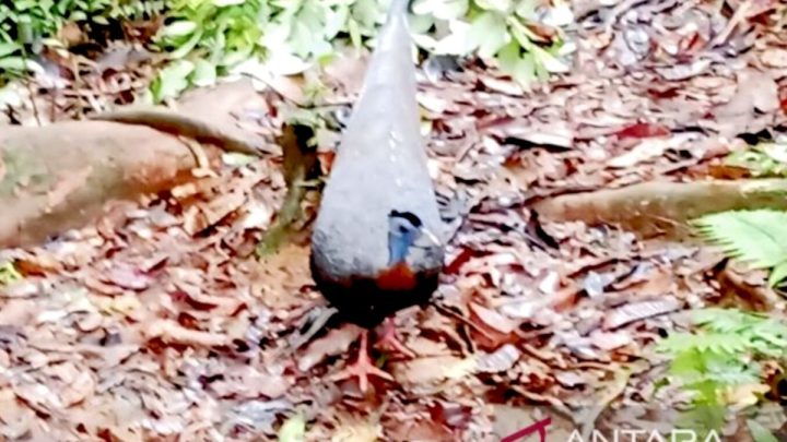 Historic Moment: Dishut: Temuan haruai endemik langka perkuat biodiversitas di Kalsel