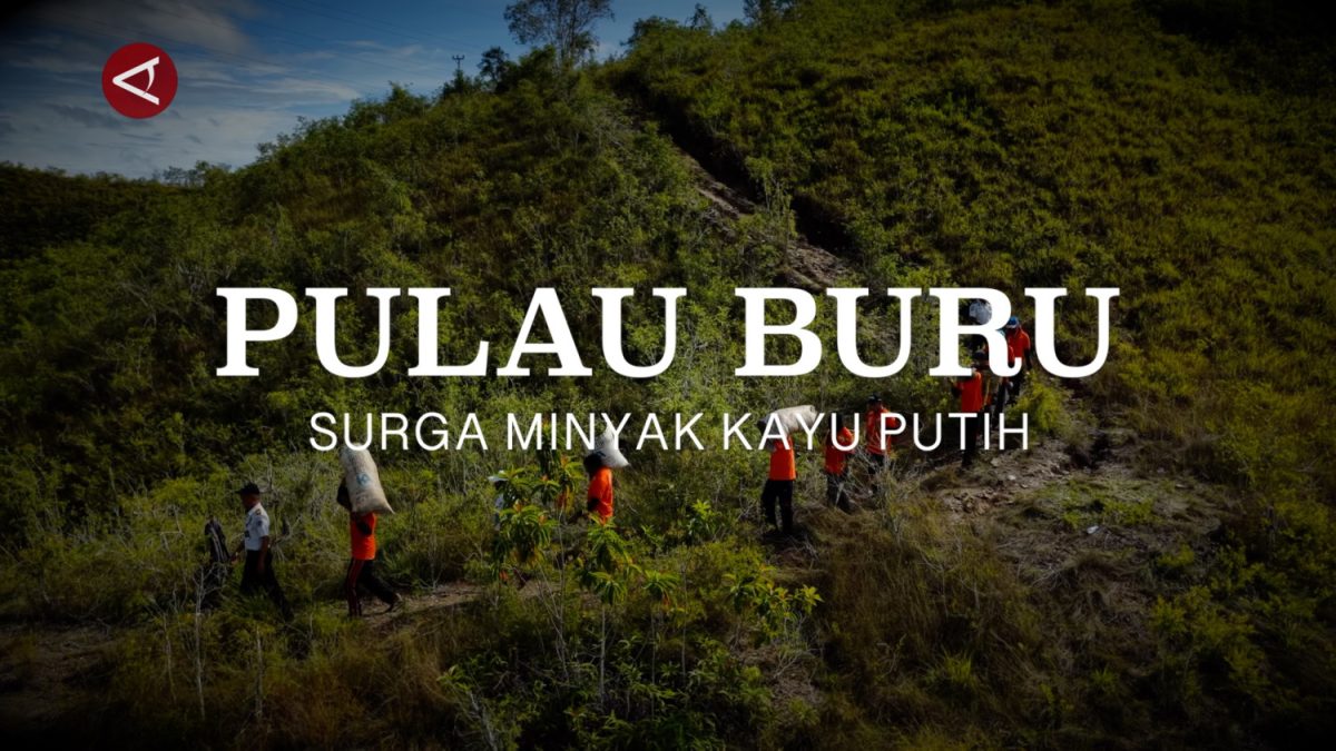 P2ULAU-BURU-MINYAK-KAYU-PUTIH