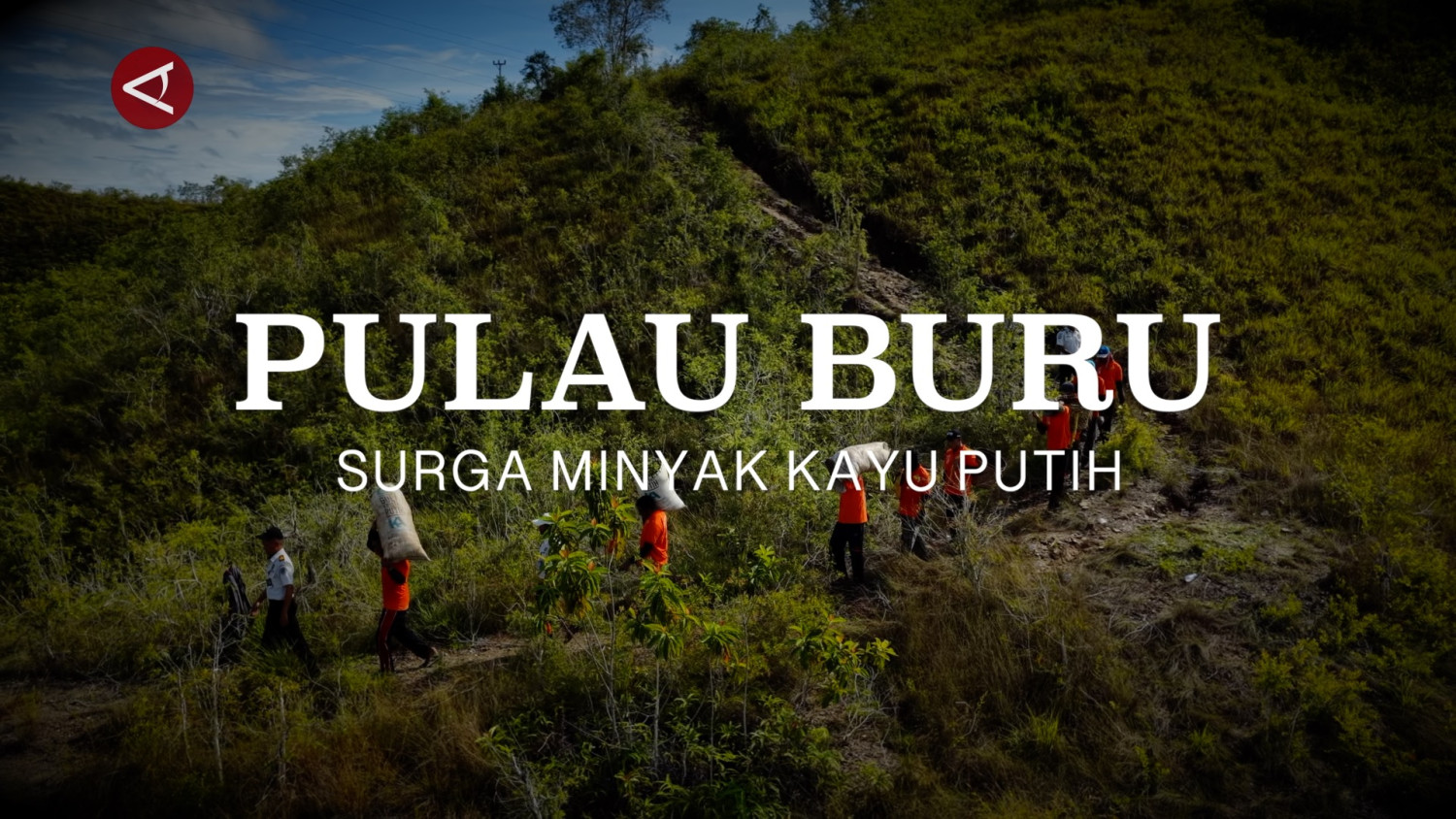 P2ULAU-BURU-MINYAK-KAYU-PUTIH