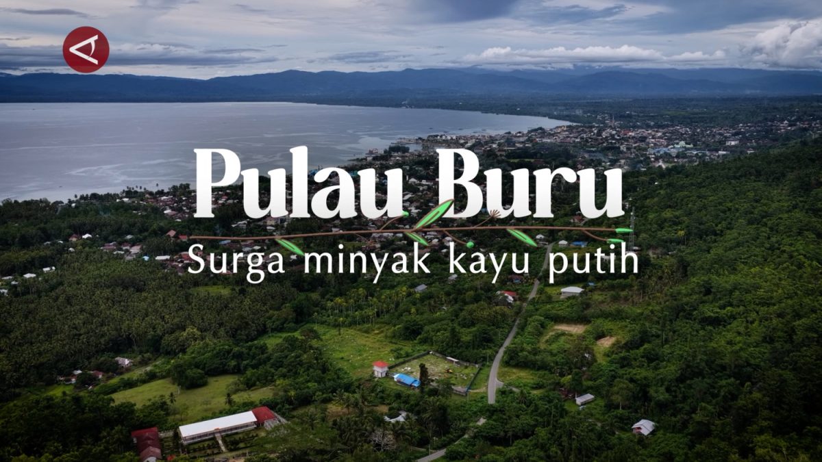 PULAU-BURU-MINYAK-KAYU-PUTIH
