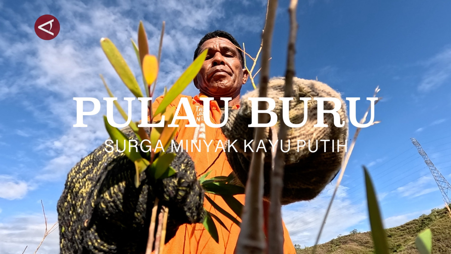 PULAU-BURU-MINYAK-KAYU-PUTIH-3