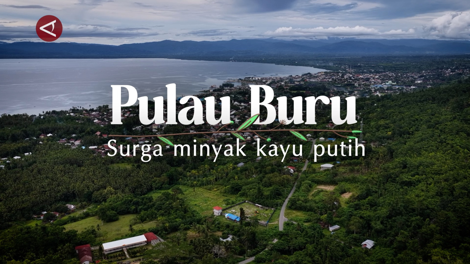PULAU-BURU-MINYAK-KAYU-PUTIH