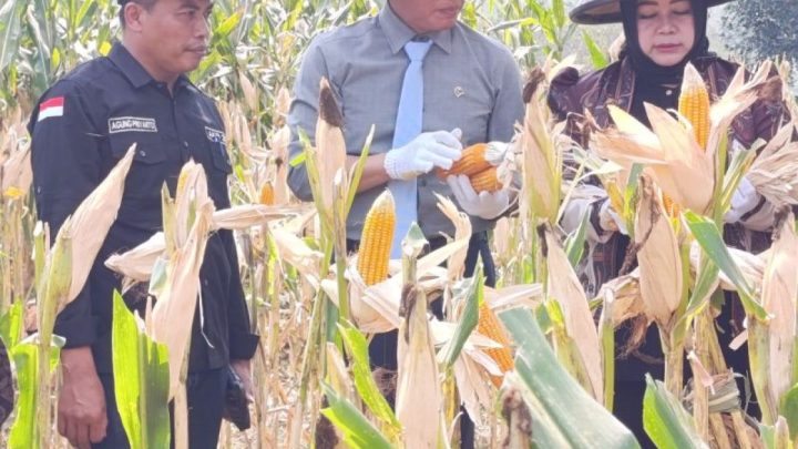 Key Strategy: Wamenko Pangan dorong Ponorogo perkuat swasembada jagung