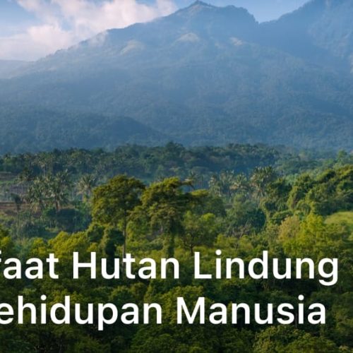 7 Manfaat Hutan Lindung Bagi Kehidupan Manusia