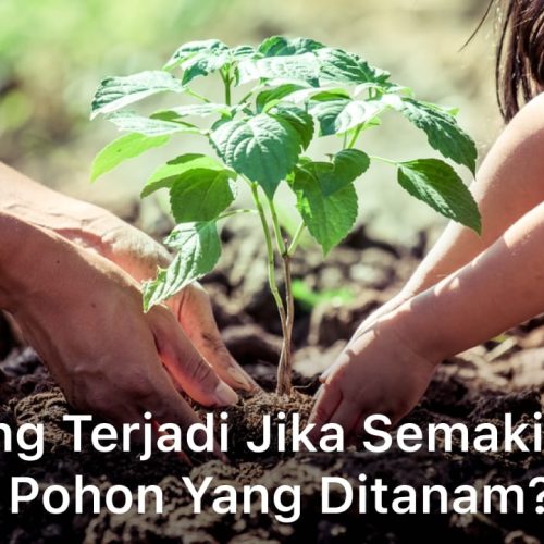 Apa yang Terjadi Jika Semakin Banyak Pohon yang Ditanam?