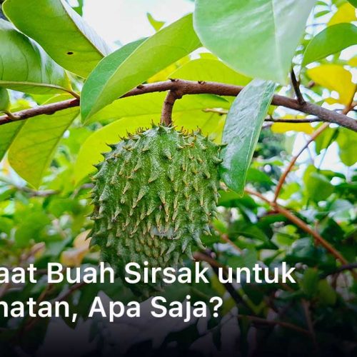 Manfaat Buah Sirsak untuk Kesehatan