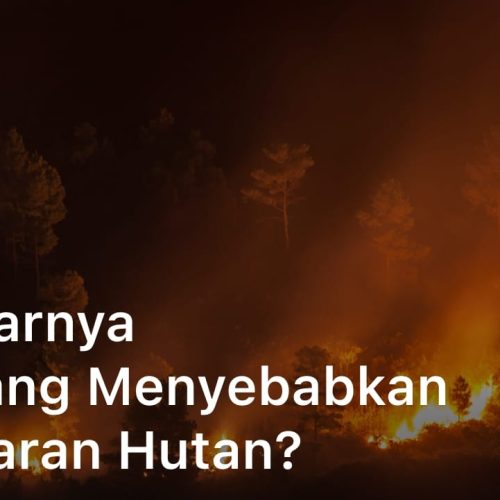 Sebenarnya Apa yang Menyebabkan Kebakaran Hutan?