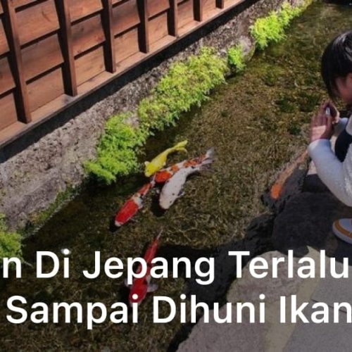Selokan di Jepang Terlalu Bersih Sampai Dihuni Ikan Koi