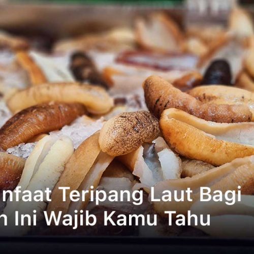 11 Manfaat Teripang Laut Bagi Tubuh Ini Wajib Kamu Tahu